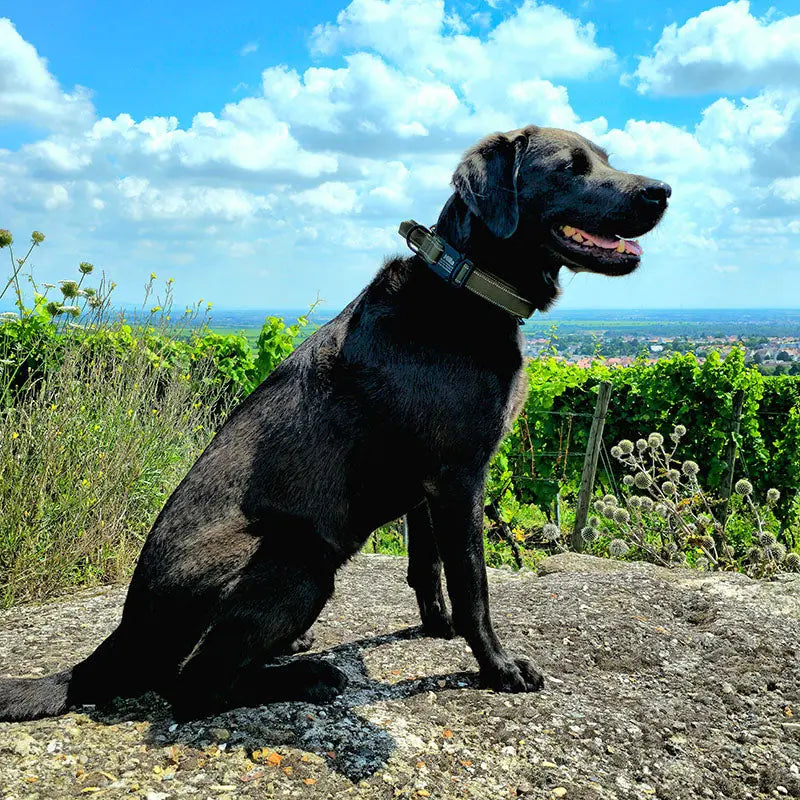 Taktisches Hundehalsband mit Namen und Griff, gratis Gravur auf Schnalle - Medikratz