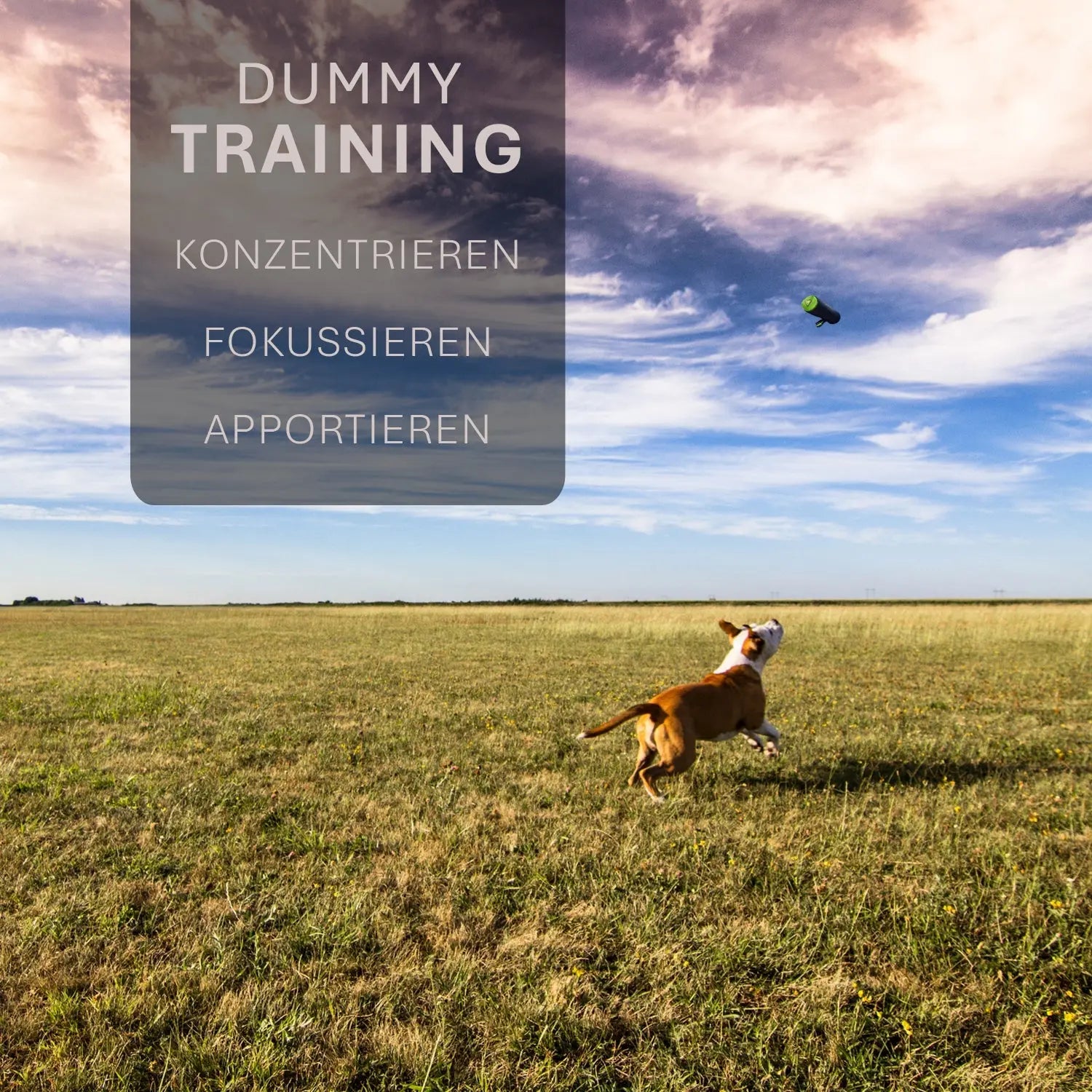 ASCO Hundedummy – Apportier- und Snack-Dummy (21x7 cm) - Medikratz 