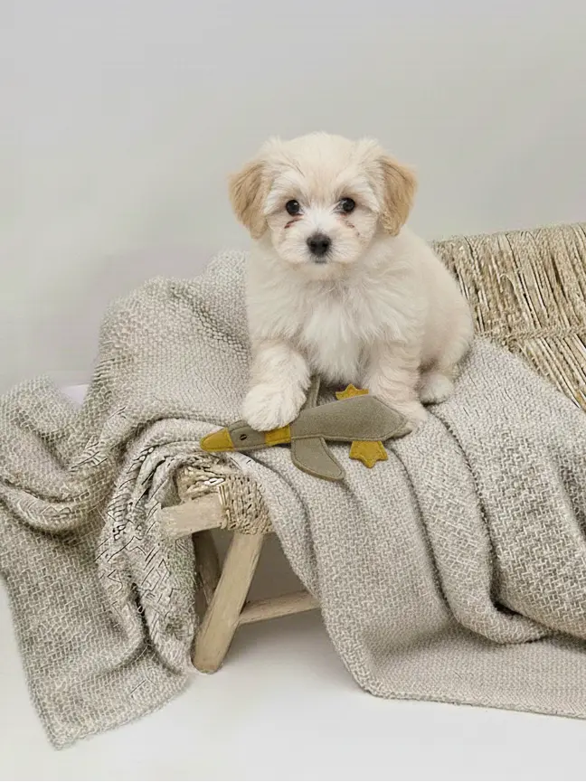 BUDDY. Hundespielzeug aus Leder "Kleine Ente" - Medikratz 
