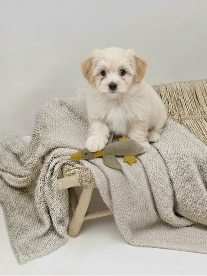 BUDDY. Hundespielzeug aus Leder "Kleine Ente" - Medikratz 
