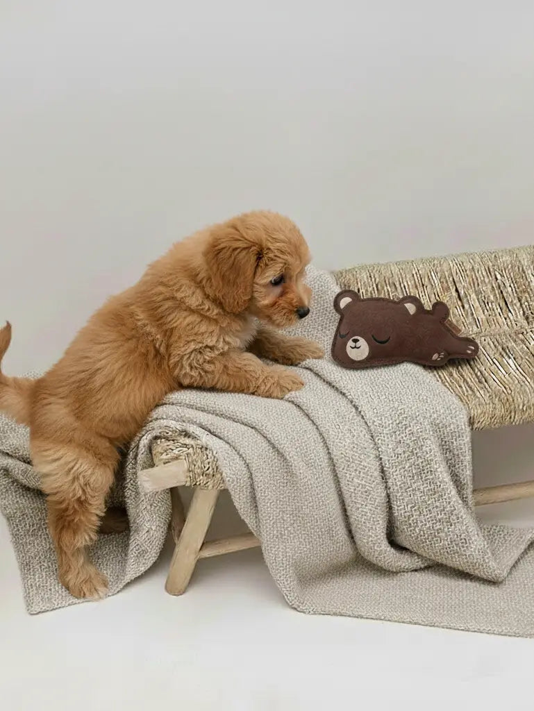 BUDDY. Hundespielzeug aus Leder "Kleiner Bär" - Medikratz 