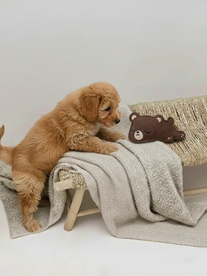 BUDDY. Hundespielzeug aus Leder "Kleiner Bär" - Medikratz 