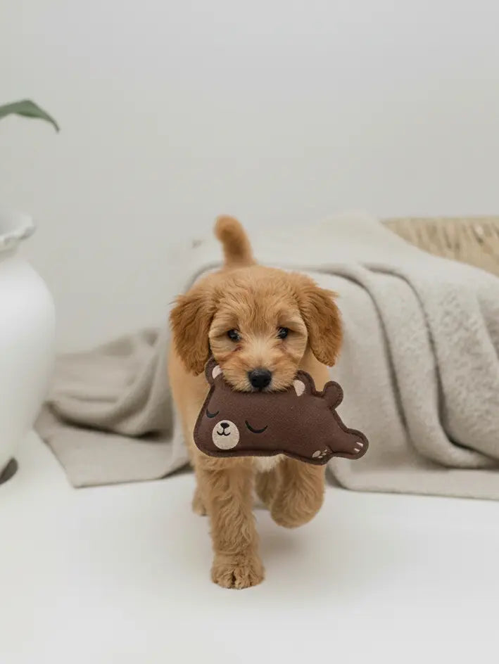 BUDDY. Hundespielzeug aus Leder "Kleiner Bär" - Medikratz 