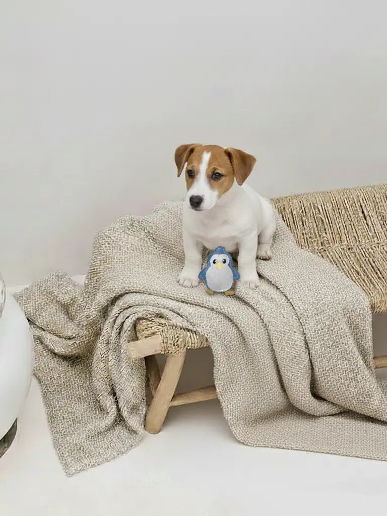 BUDDY. Hundespielzeug aus Leder "Kleiner Pinguin" - Medikratz 