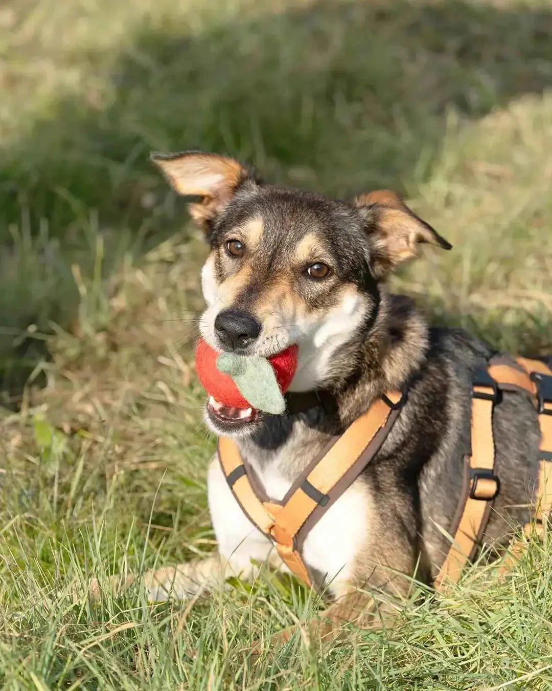 BUDDY. Hundespielzeug aus Wollfilz "Apfel" - Medikratz 