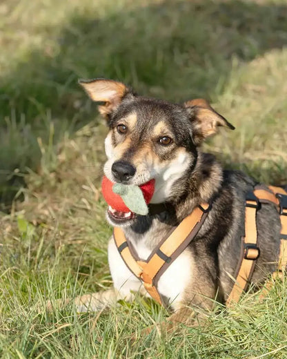 BUDDY. Hundespielzeug aus Wollfilz "Apfel" - Medikratz 