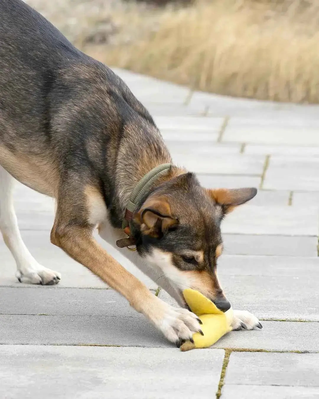 BUDDY. Hundespielzeug aus Wollfilz "Banane" - Medikratz 