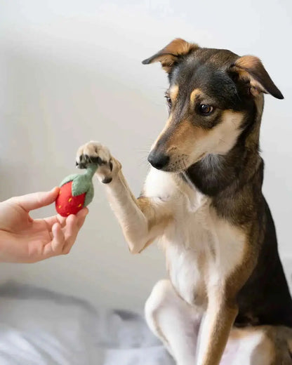 BUDDY. Hundespielzeug aus Wollfilz "Erdbeere" - Medikratz 
