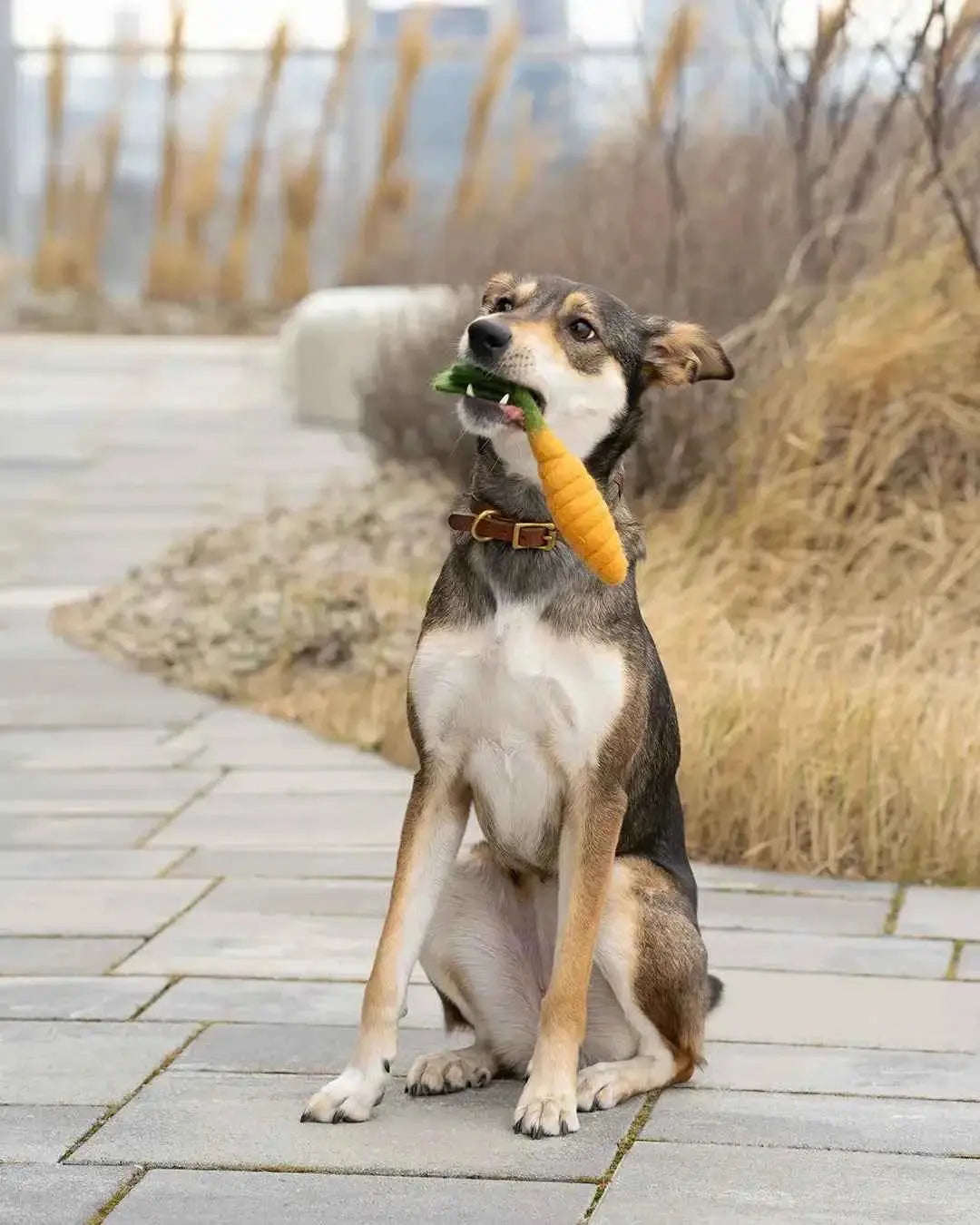 BUDDY. Hundespielzeug aus Wollfilz "Karotte" - Medikratz 