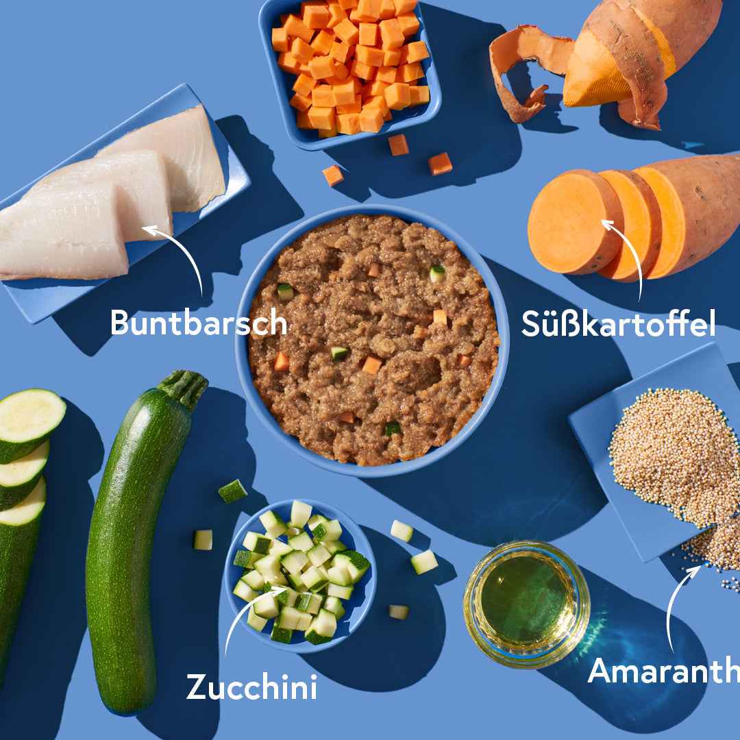 Buntbarsch mit Amaranth FRED & FELIA