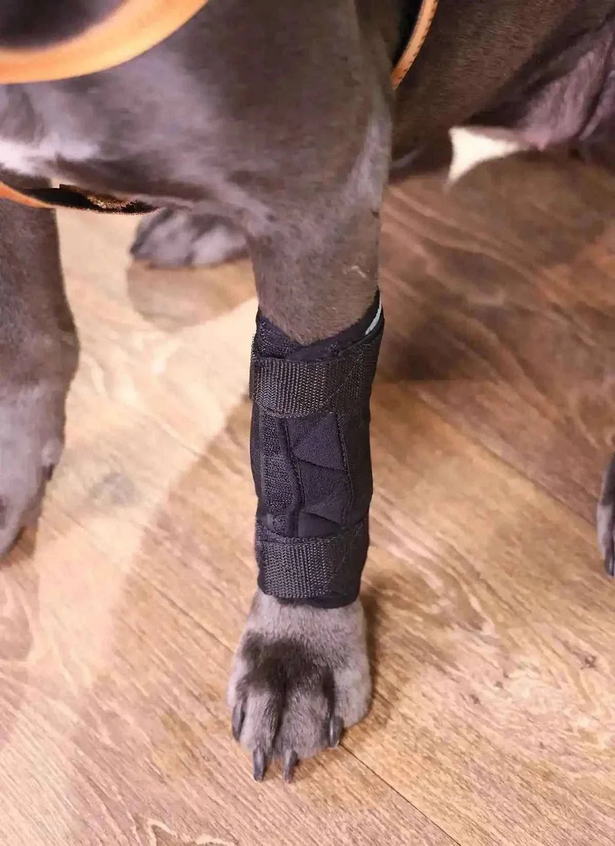 Durchtrittigkeits Bandage für Hunde mit Turbocast - Medikratz 