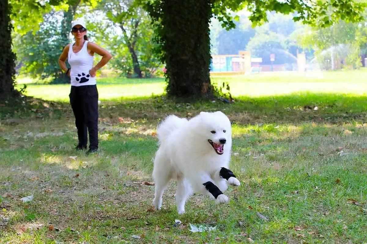 Sport Bandage für Hunde - Medikratz 