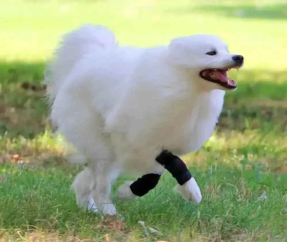 Sport Bandage für Hunde - Medikratz 