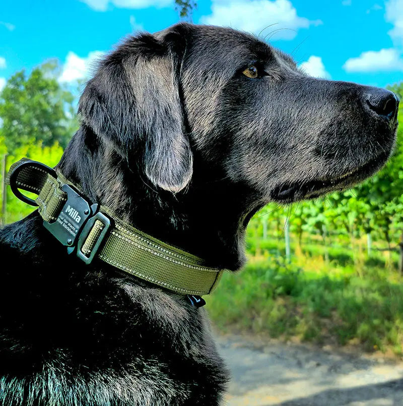 Taktisches Hundehalsband mit Namen und Griff, gratis Gravur auf Schnalle - Medikratz 
