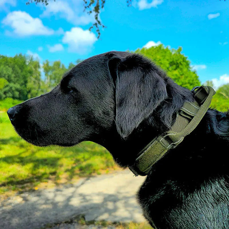 Taktisches Hundehalsband mit Namen und Griff, gratis Gravur auf Schnalle - Medikratz 