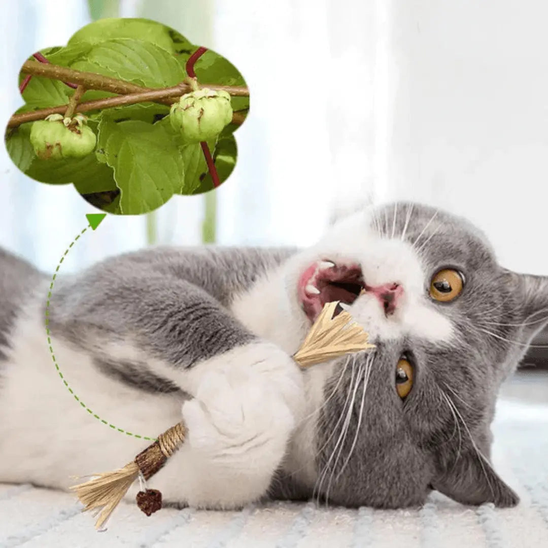 ZAHNLIEBE - Die Katzen Zahnpflege für gesunde Zähne - Medikratz 